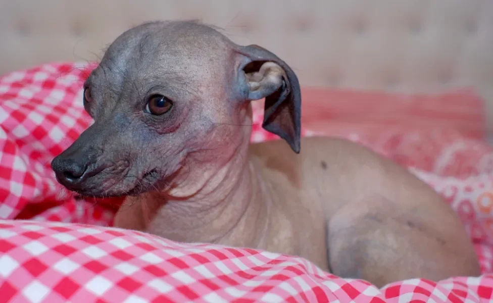 Xoloitzcuintle filhote em cima de toalha vermelha xadrez