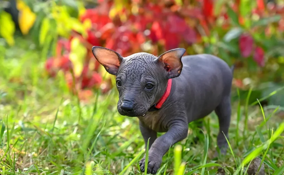 Xoloitzcuintle passeando pelo parque