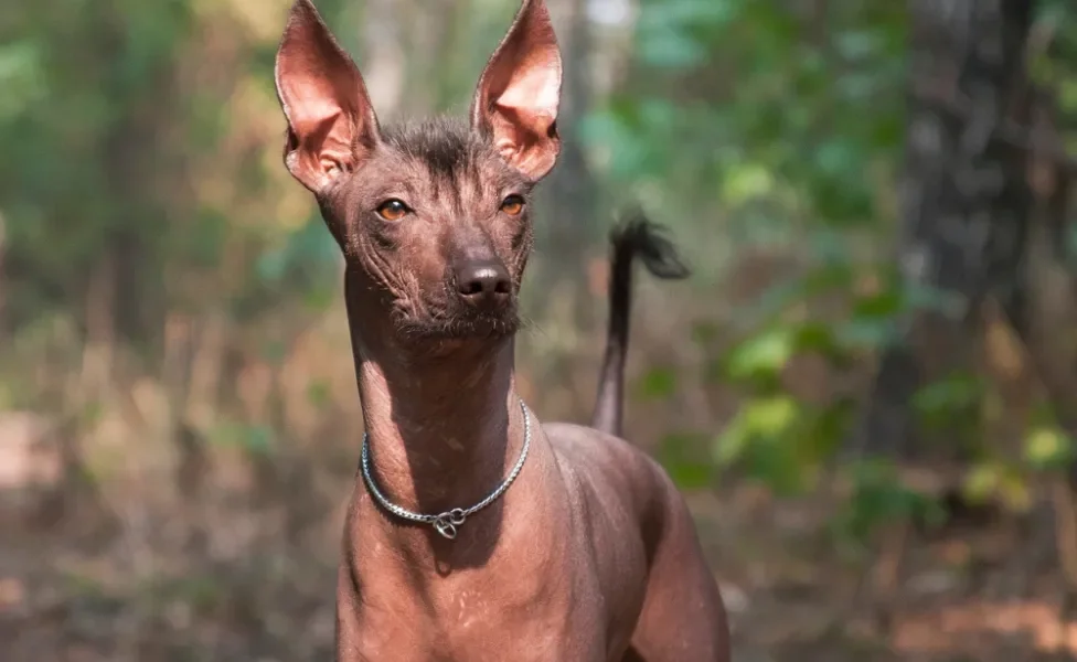 Xoloitzcuintle olhando com luz do sol refletindo nele