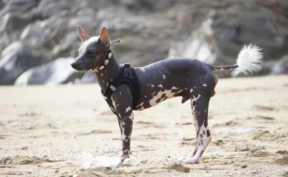 Xoloitzcuintle preto com manchinhas brancas de pé