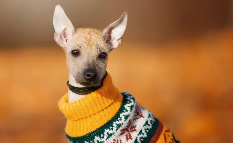 Xoloitzcuintle amarelo com casaquinho