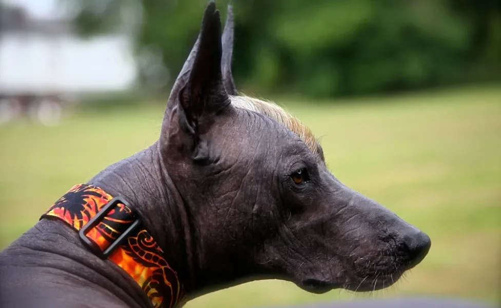 Xoloitzcuintle preto olhando para o lado direito