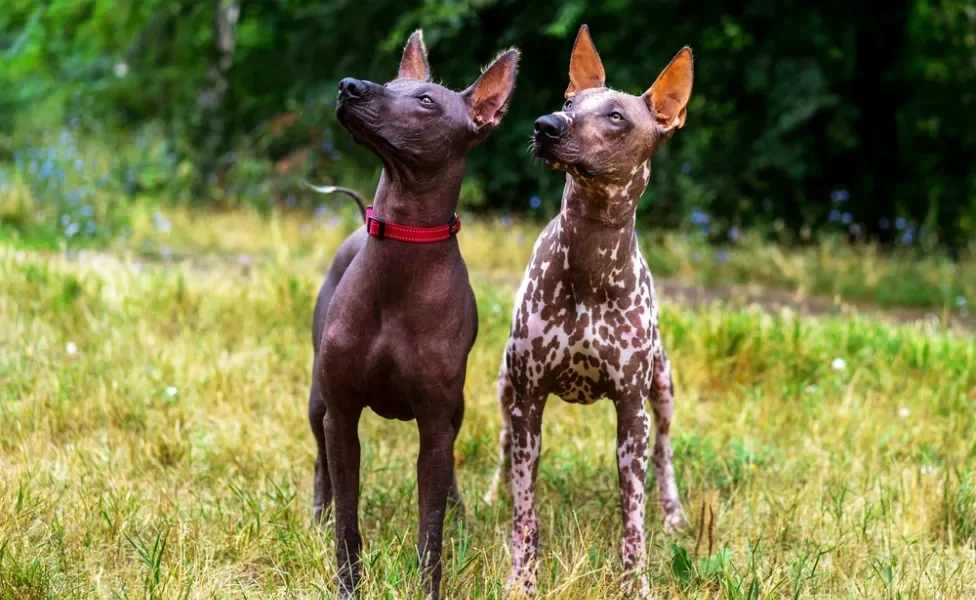 Dois Xoloitzcuintle de cores diferentes lado a lado