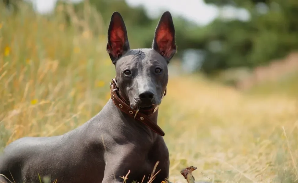 Xoloitzcuintle sentado olhando atento