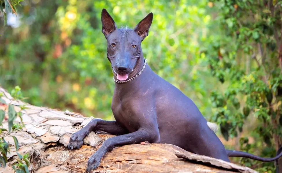 Xoloitzcuintle em cima de tronco