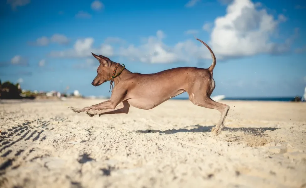 Xoloitzcuintle correndo na praia