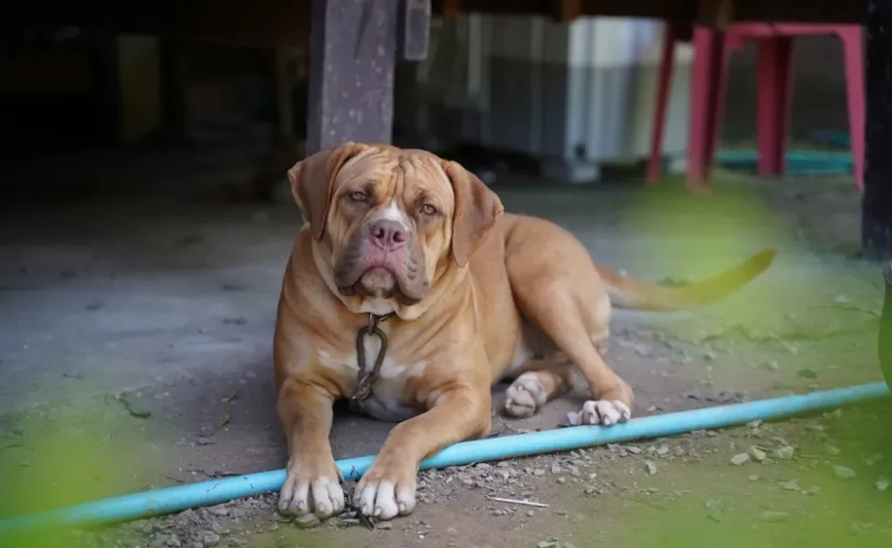 American Bandogge sentado olhando sério