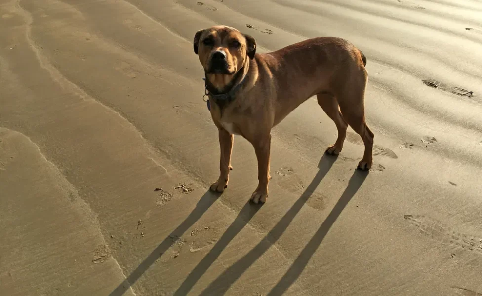 American Bandogge passeando na praia