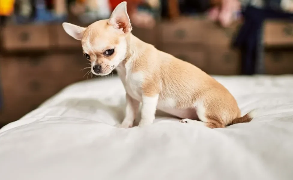 Chihuahua cachorro com cara de bravo