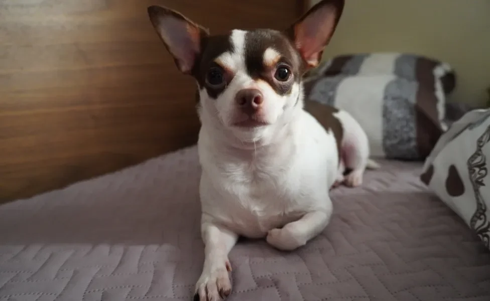 Chihuahua deitado na cama