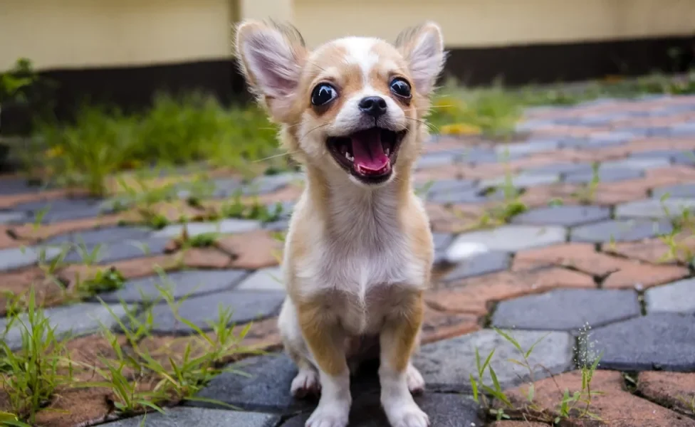 Chihuahua com cara alegre