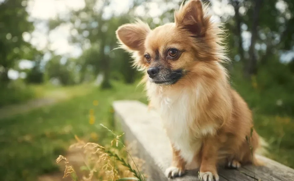 Chihuahua peludo pegando sol