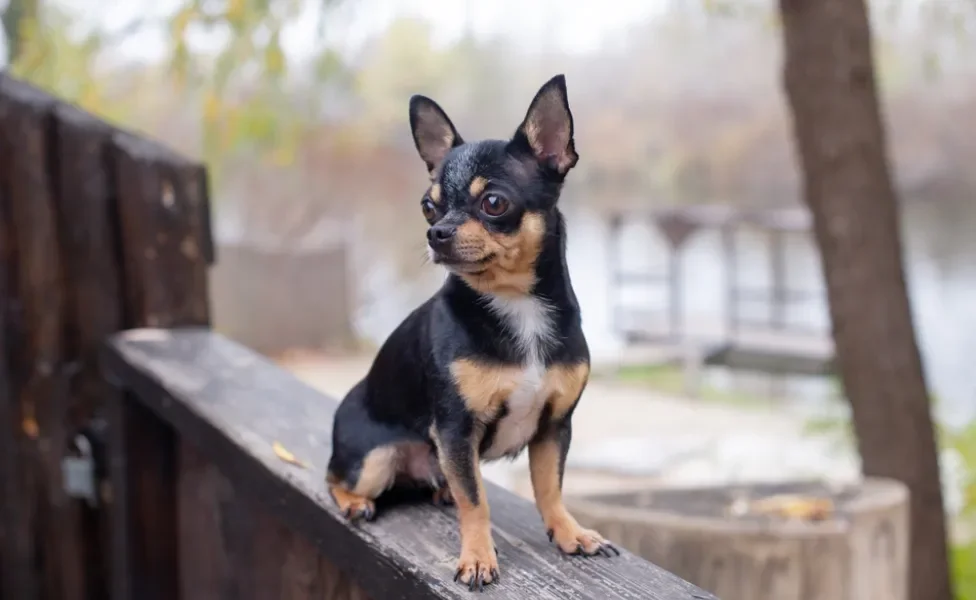 Chihuahua preto na varanda