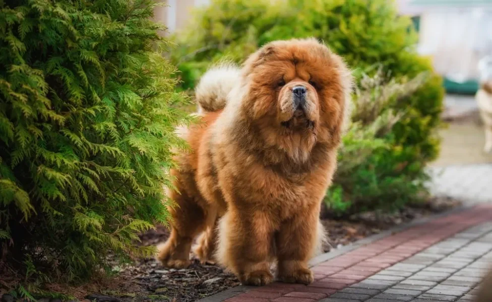 Chow Chow perto de abustro