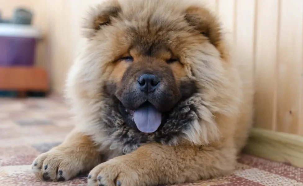 Chow Chow com língua azul de fora