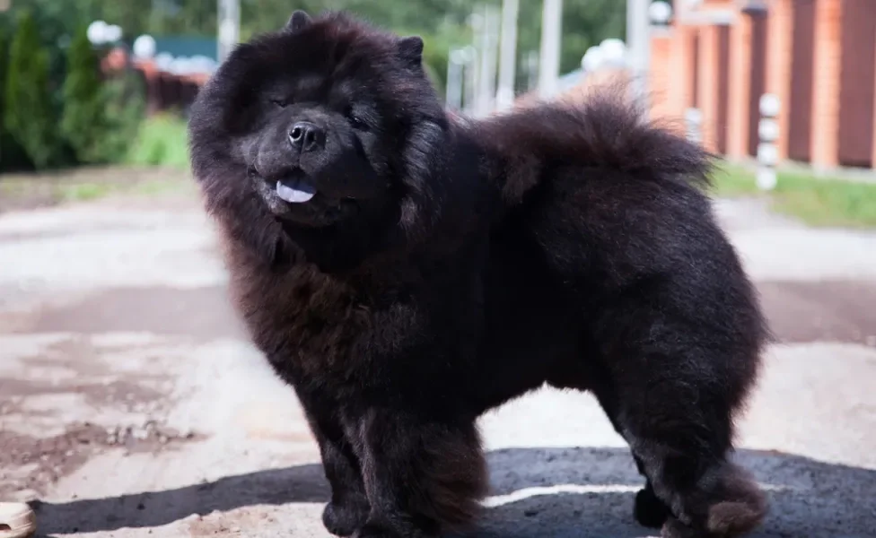 Chow Chow preto no sol