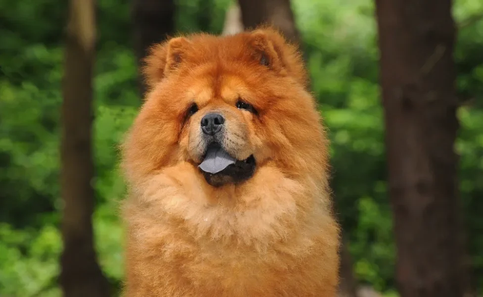 Chow Chow com língua de fora