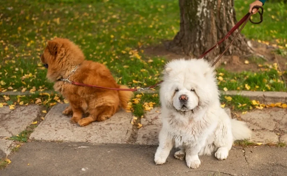 Dois Chow Chow sentados