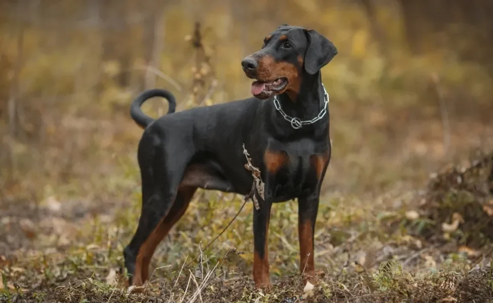 Doberman olhando para o lado