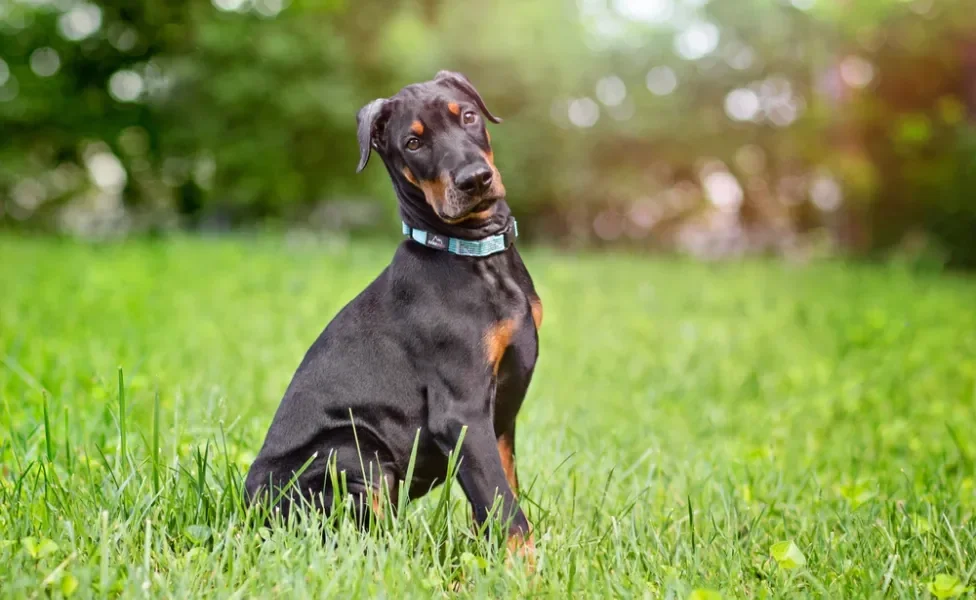 Doberman sentado na grama