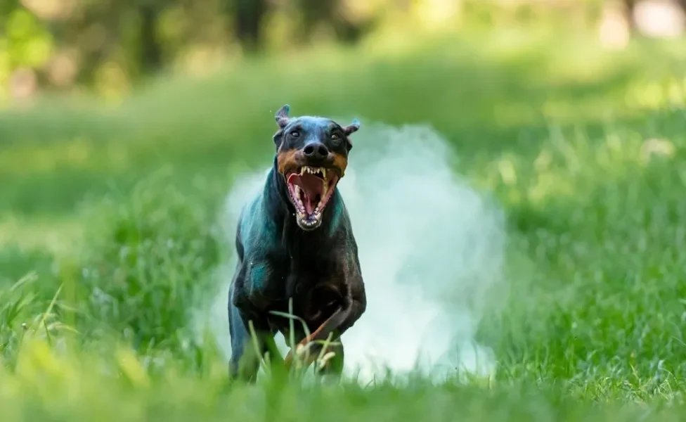 Doberman com dentes à mostra