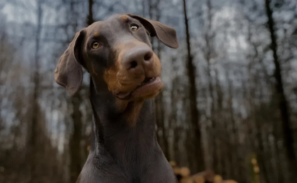 Doberman olhando para frente