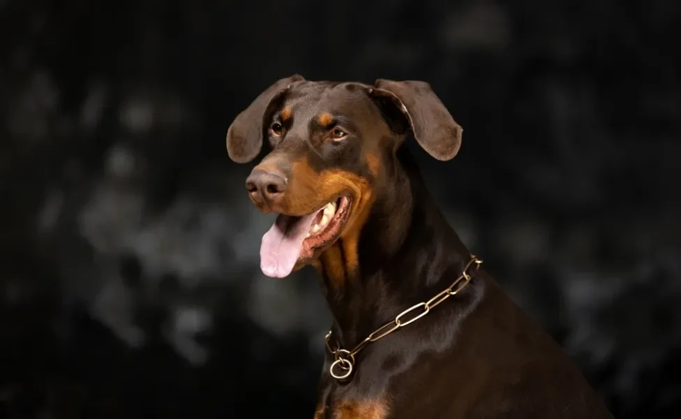 Doberman com língua de fora