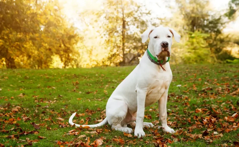 Dogo Argentino sentado no parque