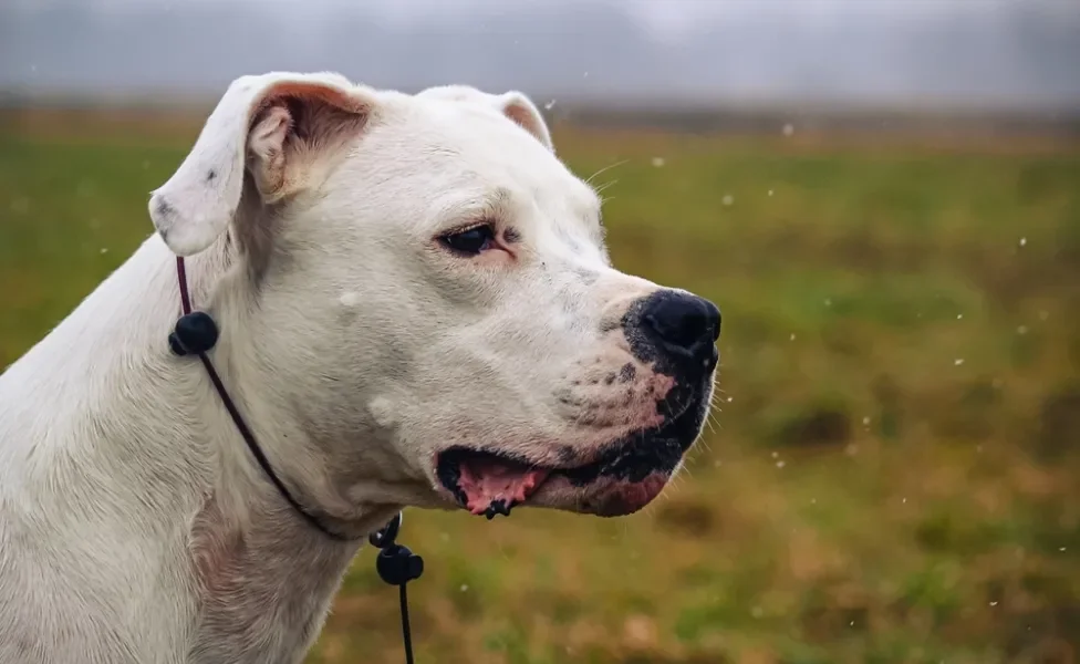 Dogo Argentino olhando para o lado