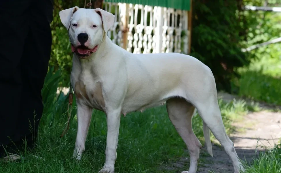 Dogo Argentino em pé