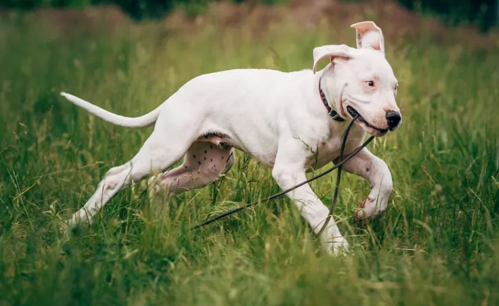 Dogo Argentino filhote pulando no parque