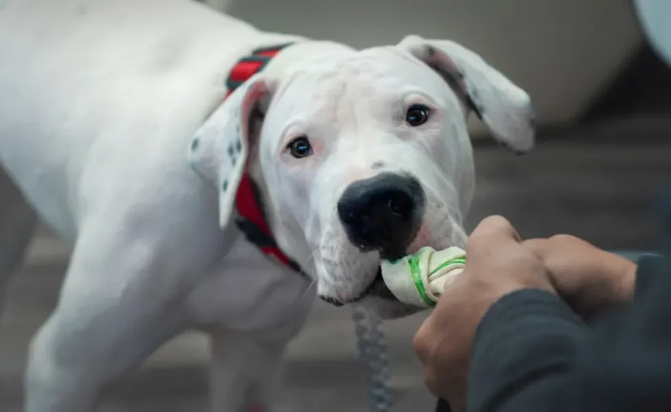 Dogo Argentino brincando de cabo de guerra