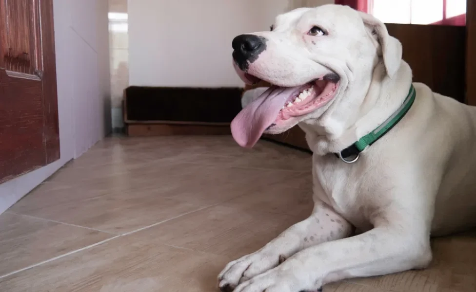 Dogo Argentino em casa com língua de fora