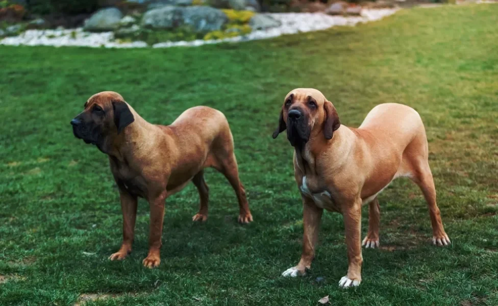 Dois Fila Brasileiro lado a lado