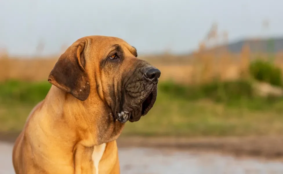 Fila Brasileiro olhando para o horizonte