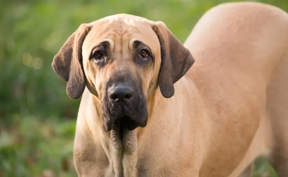 Fila Brasileiro olhando para frente