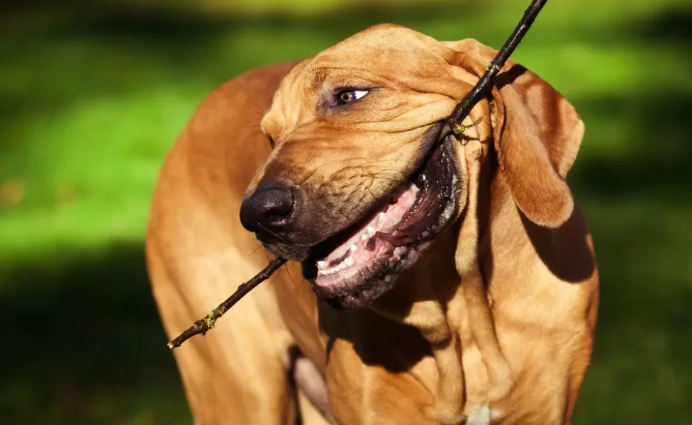 Fila Brasileiro mordendo graveto