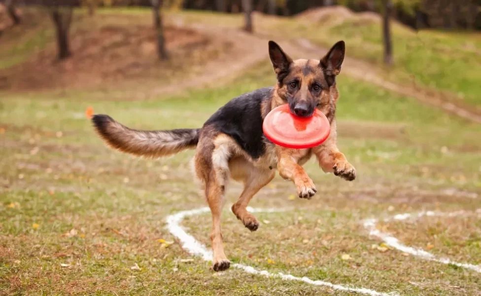 Pastor Alemão segurando frisbee com a boca