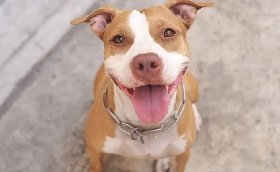 Cachorro Pitbull com língua de fora