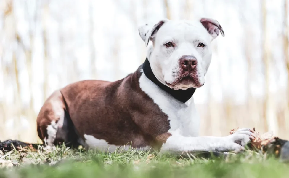 Cachorro mais bravo do mundo Pitbull com semblante sério