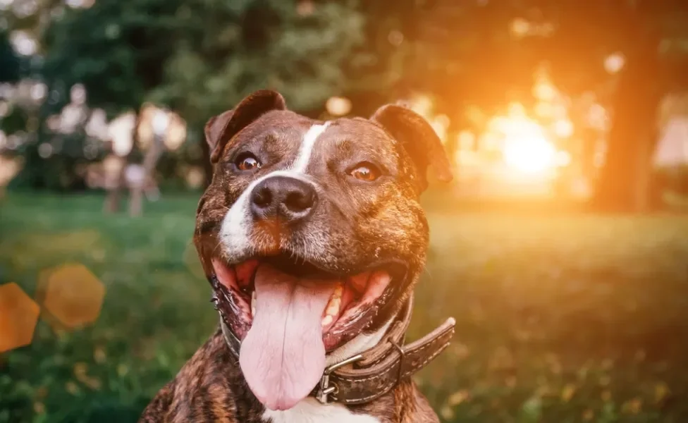 Pitbull feliz no parque