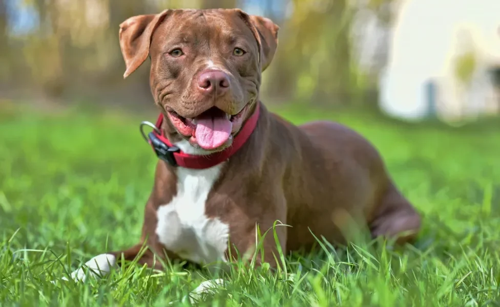 Pitbull sentado na grama