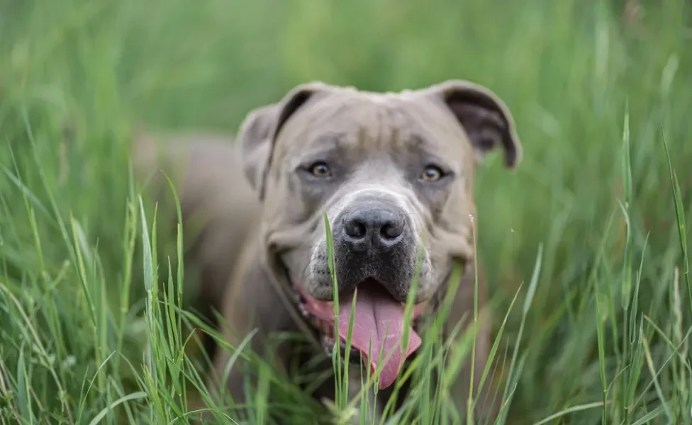 Pitbull escondido atrás da grama