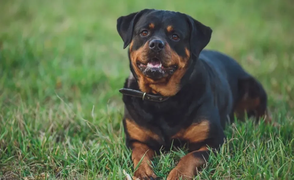 Rottweiler deitado na grama