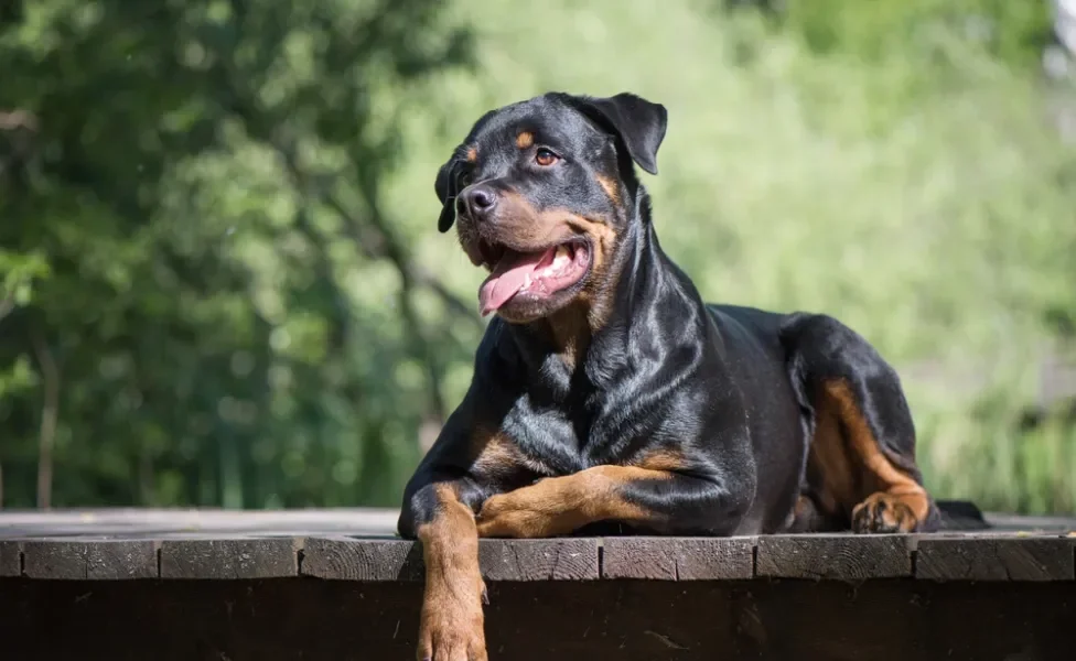 Rottweiler deitado pegando sol