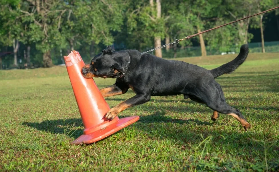 Rottweiler mordendo cone