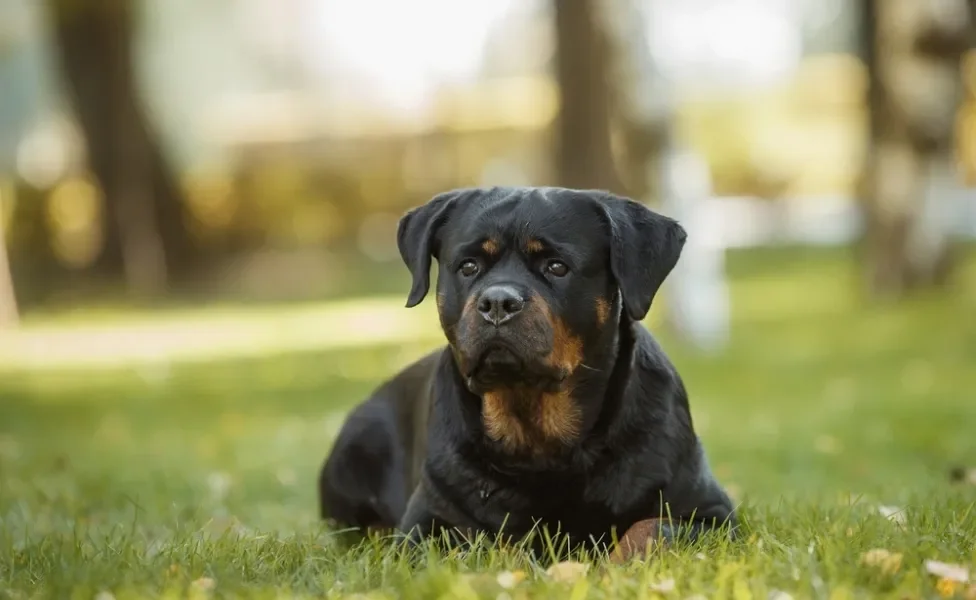 Rottweiler deitado na grama