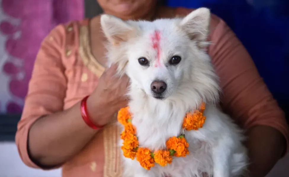 Cachorro branquinho no colo da tutora com a testa pintada e de colar de flores