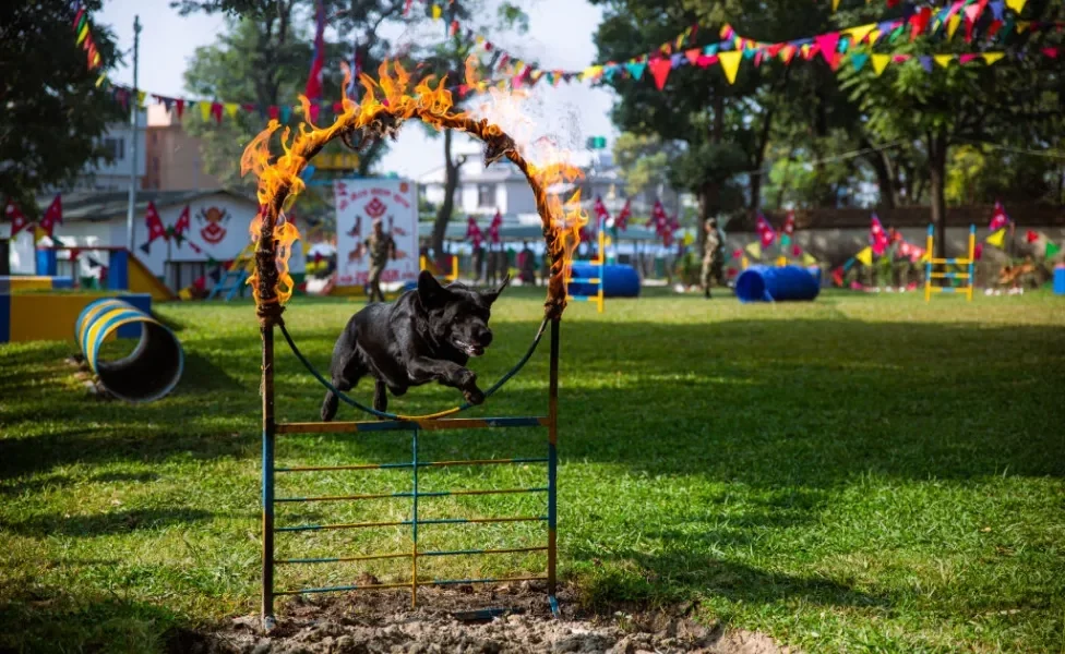 Cachorro pulando um obstáculo em chamas