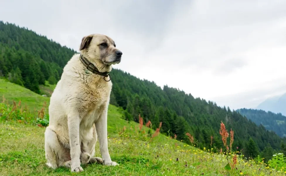 Kangal Turco em cima de gramado